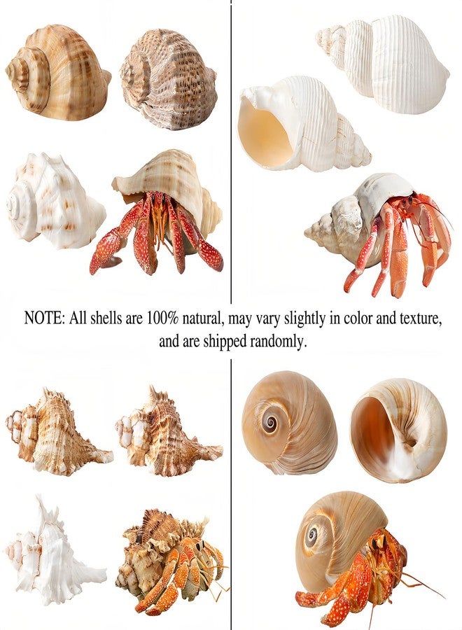 QICQDRAM 4 PCS Large Hermit Crab Shells 2~3.5Inch Natural Hermit Crab Shells 1~1.5Inch Opening, for Hermit Replacement Shells Hermit Crab Supplies - Image 4